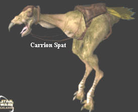 Carrion spat