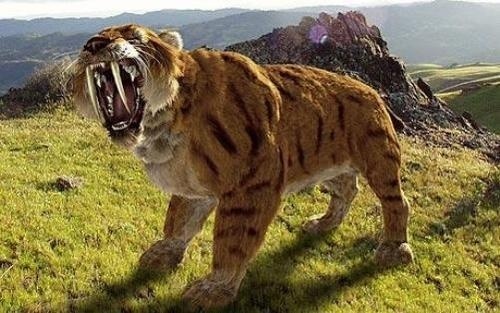 Tigre à dents de sabre